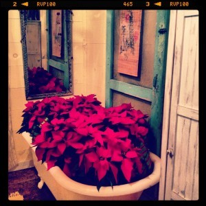 watering hole for my GREAT poinsettias~a gift from Cowboy Dan
